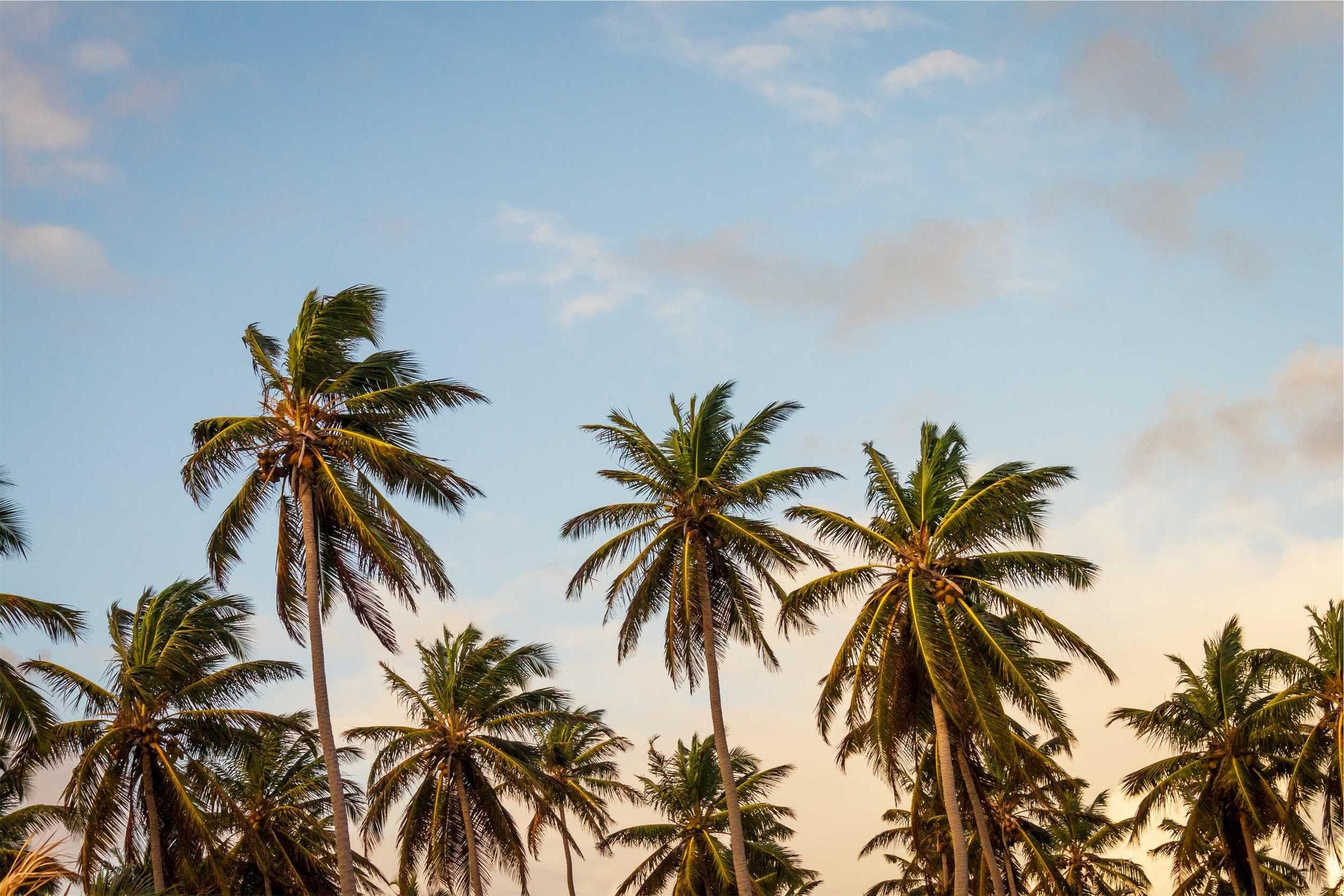 Palm trees against a soft dusk sky